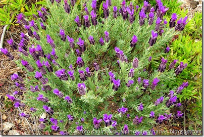 1307 Hoya Pineda-Gáldar(Lavanda) 1307 Hoya Pineda-Gáldar(Lavanda)