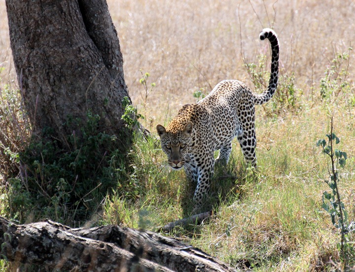 [October-20-2012-leopard-approaching-%255B1%255D.jpg]