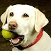 Funny Dogs Playing Fetch By Themselves Compilation 2014 [NEW]