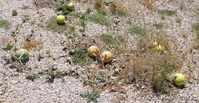 E-IMG_5331 E-IMG_5331