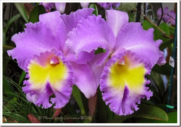 02-08-orchids11