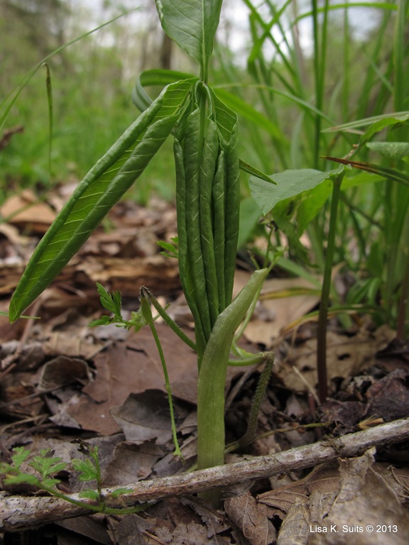 [jack%2520in%2520the%2520pulpit%2520young%2520leaf%255B7%255D.jpg]