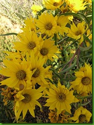 Maximillian-Sunflower