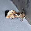 Celery Looper Moth