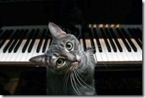 gato pianista blogdeimagenes (17)