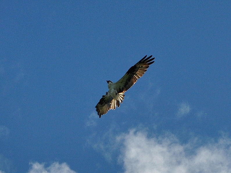 [17h---Osprey-overhead-12.jpg]