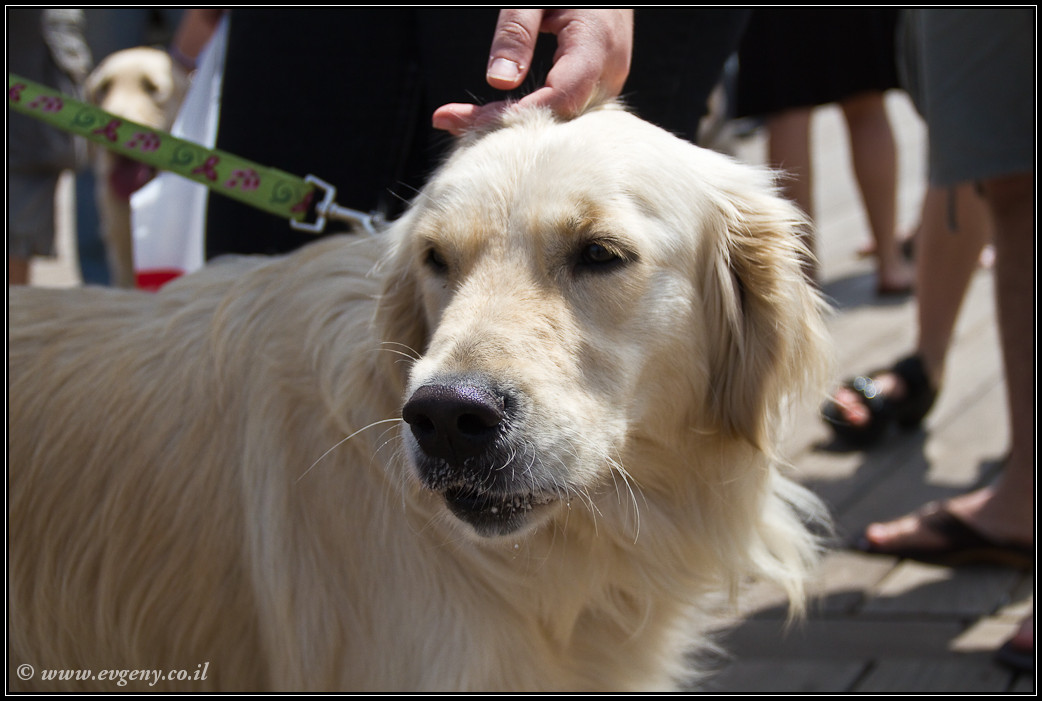LookAtIsrael.com: Дома изнутри: ...и еще вопрос кто из нас неполноценен... (foto israel фото тель авив порт дома изнутри )
