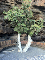 Lanzarote 2011 - - 014