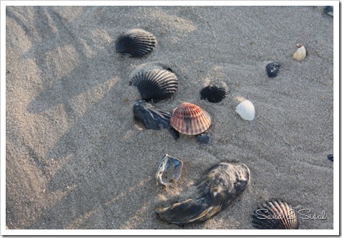 Shells on beach (800x533)