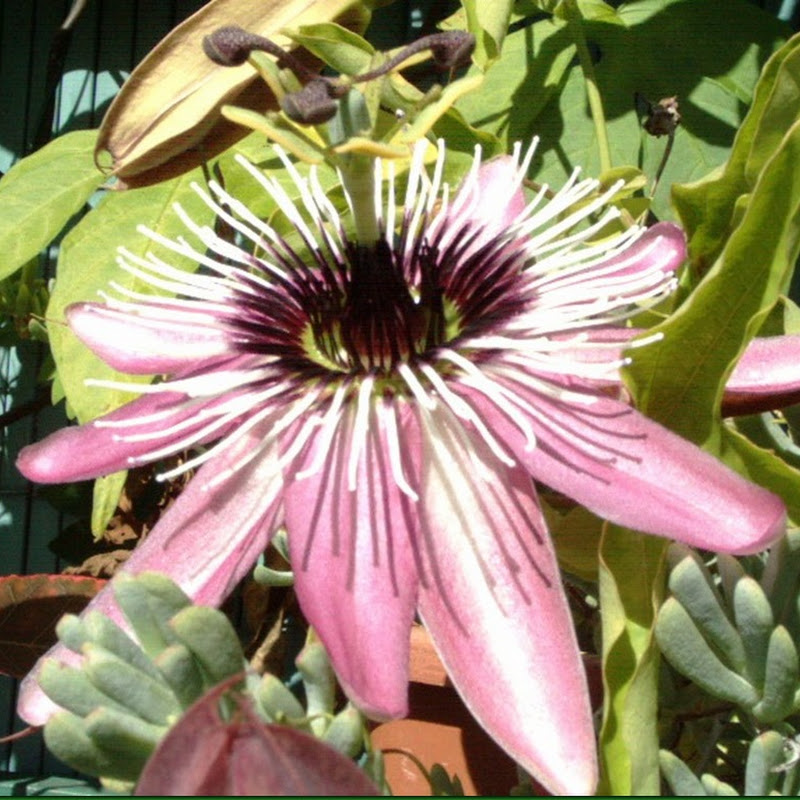 Passiflora, Flor de la Pasión, Pasionaria "Victoria"