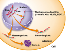 RNA occrs in the nucleus as well as in the cytoplasm of the cell