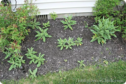 getting rid of prickly weeds