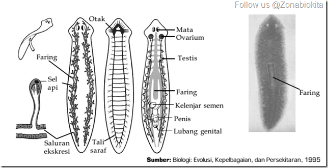 Gambar Hewan Filum Platyhelminthes - Gambar C