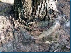 roots circleing base of tree
