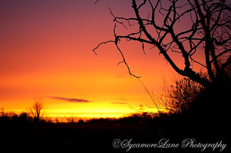 November2012 sunset-sycamoreLane Photography-w