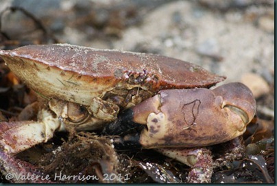 8-edible-crab
