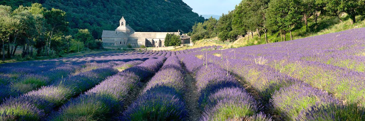The lavender fields of Sénanque Abbey, in Provence, France.