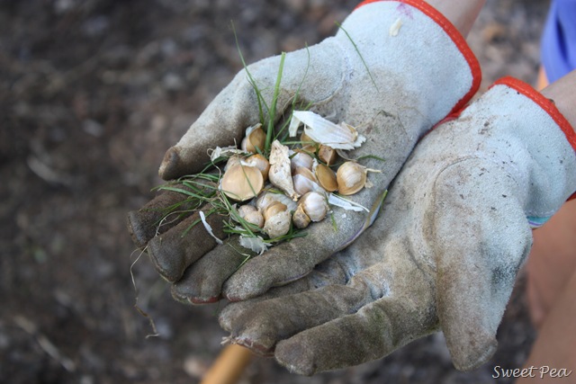 [Garlic6%255B3%255D.jpg]