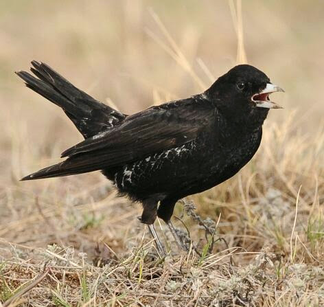 Black Lark bird song suara burung branjangan hitam