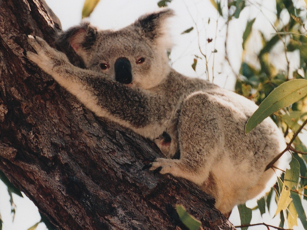 [koala%255B8%255D.jpg]