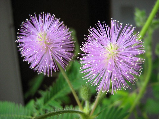 [Mimosa-pudica-flower%255B4%255D.jpg]