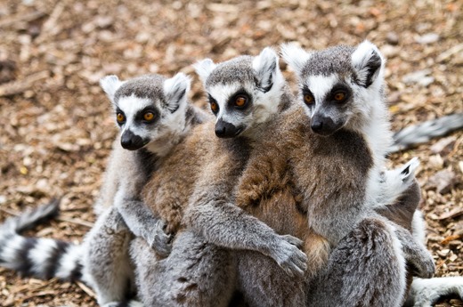 [lemurs_three_animals_57924_2560x1700%255B3%255D.jpg]