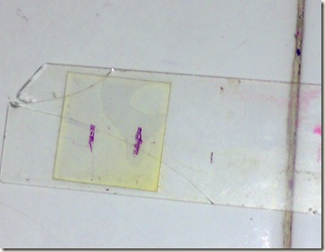 compact bone section on glass slide- stained