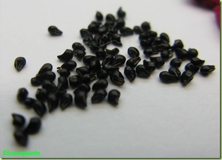 Epithelantha micromeris seeds