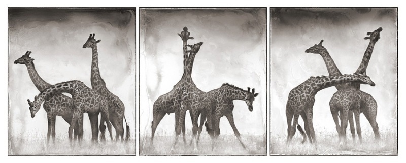 30 Giraffe Triptych