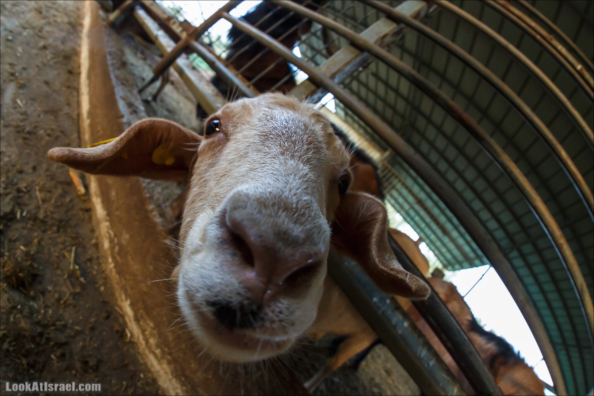 Менахемия - Козья Ферма Аз Из и медицинский музей Бейт ха-Рофе | Menahemia - As Is farm and medical museum | LookAtIsrael.com - Фото путешествия по Израилю | מנחמיה - חוות עז עיז ובית הרופא