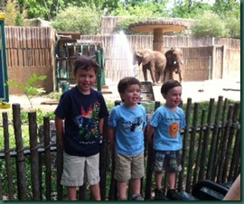 boys in front of elephants