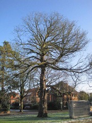 2012-12-08 14.30.52.jpg