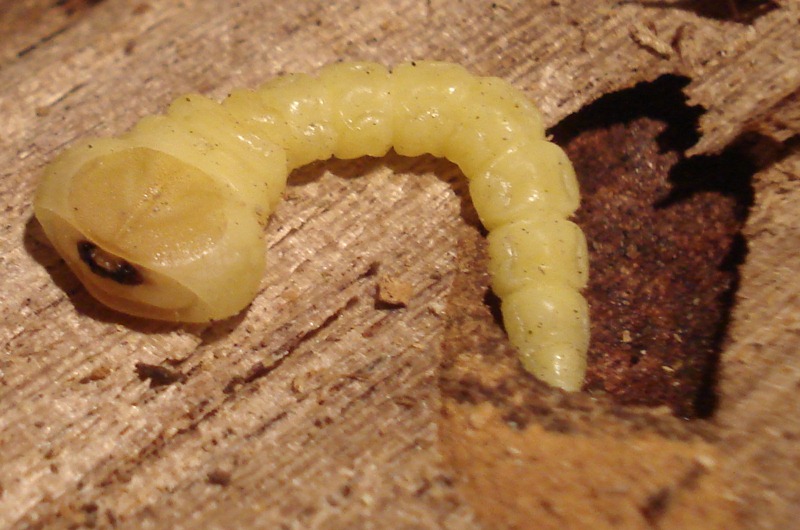 [jewel-beetle-larva2.jpg]