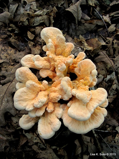 Laetiporus