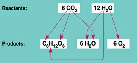 Photosynthesis reactants and products