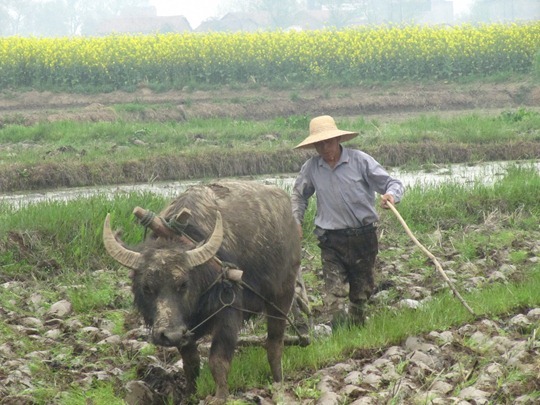 A Chinese farmer ploughing a field with a water buffalo