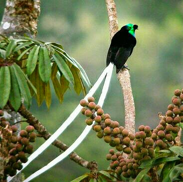 Bird of paradise (burung surga) bird of paradise