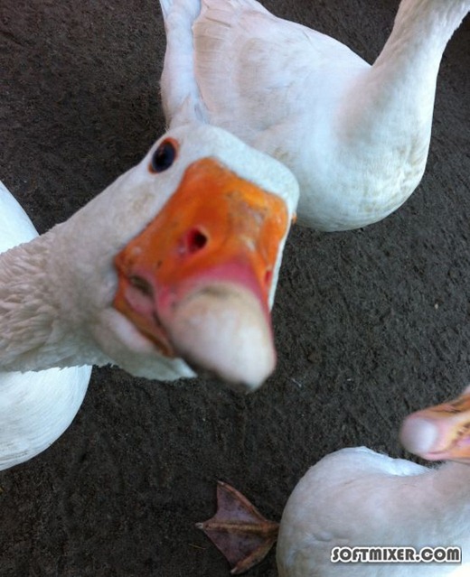 [45bce9315f3e231f20b109d0162%255B2%255D.jpg]