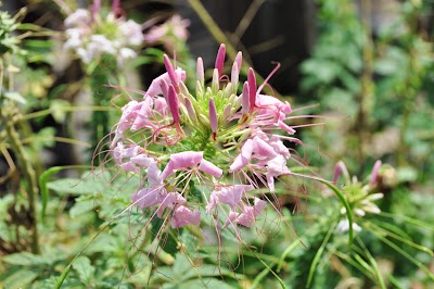 DSC_0989.JPG