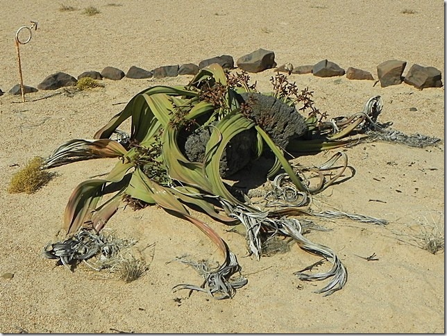 Welwitschia_DSCN6490