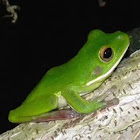 white-lipped tree frog