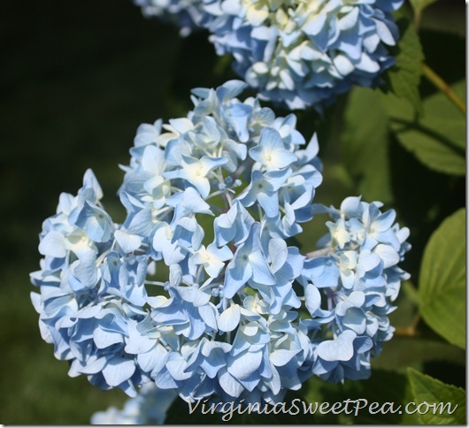 Blue Hydrangea2
