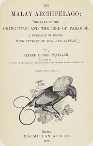 aves del paraiso laman-focuses-on-king-bird-of-paradise_1121x1748