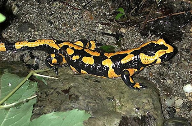 salamandras