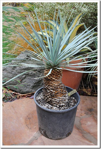 111120_yucca_rostrata_from_poots