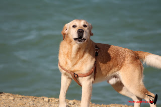20141120_ganguise001.JPG
