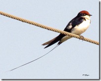 .7 Wire tailed Swallow ( 138 kb )
