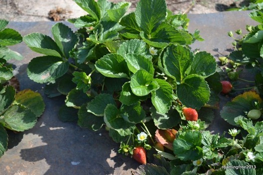 Great-looking strawberry plants
