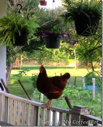 Lucy on the porch rail