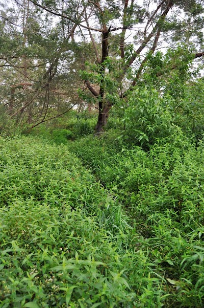 DSC_0775.jpg